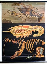 Altes Schulwandbild Rollkarte