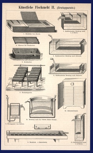 Fischzucht druck anno 1894 - fischzucht,